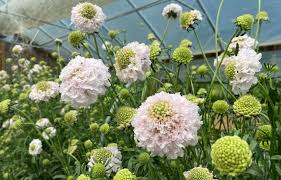 Image result for Scabiosa canescens