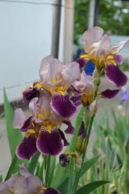 Attēlu rezultāti vaicājumam “Iridaceae”