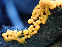 Attēlu rezultāti vaicājumam “Physarum luteolum spores”