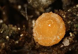 Attēlu rezultāti vaicājumam “Orthotrichum affine var. affine”