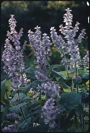 Image result for Salvia sclarea