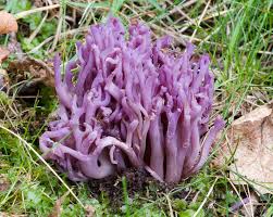 Attēlu rezultāti vaicājumam “Clavaria zollingeri”