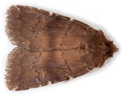 Attēlu rezultāti vaicājumam “Rusina ferruginea female”