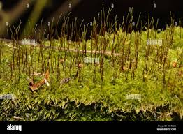 Attēlu rezultāti vaicājumam “Amblystegium serpens”