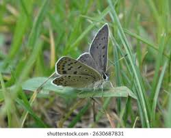 Attēlu rezultāti vaicājumam “Lycaena tityrus male”