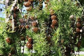 Attēlu rezultāti vaicājumam “Larix kaempferi fruit”