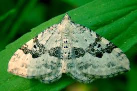 Attēlu rezultāti vaicājumam “Xanthorhoe montanata”