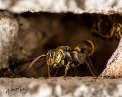 Attēlu rezultāti vaicājumam “Hoplia parvula imago”