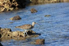 Image result for Numenius tenuirostris