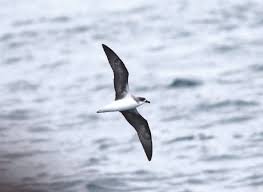 Image result for Pterodroma feae