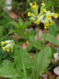Attēlu rezultāti vaicājumam “Primula veris leaf”