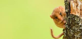 Attēlu rezultāti vaicājumam “Muscardinus avellanarius”