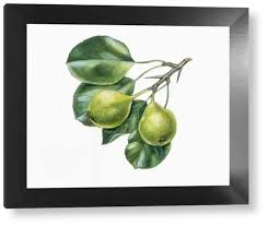 Attēlu rezultāti vaicājumam “Pyrus pyraster fruit”