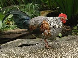 Attēlu rezultāti vaicājumam “Galliformes”