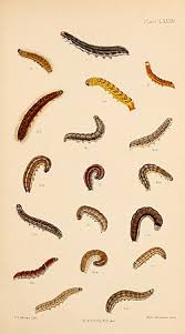 Attēlu rezultāti vaicājumam “Conistra rubiginea”