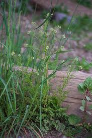 Attēlu rezultāti vaicājumam “Cardamine impatiens flower”