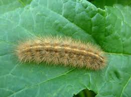 Attēlu rezultāti vaicājumam “Phragmatobia fuliginosa”