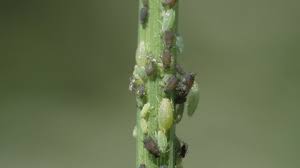 Attēlu rezultāti vaicājumam “Thyatira batis larva”