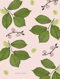 Attēlu rezultāti vaicājumam “Ulmus glabra leaf”