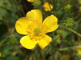 Attēlu rezultāti vaicājumam “Ranunculus lanuginosus flower”