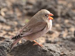 Image result for Bucanetes githagineus