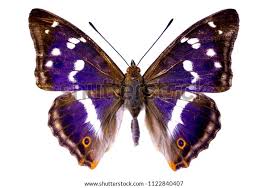 Attēlu rezultāti vaicājumam “Apatura iris male”