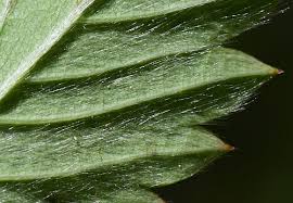 Attēlu rezultāti vaicājumam “Fragaria vesca leaf”