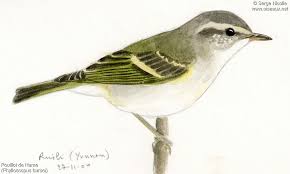 Image result for Phylloscopus humei