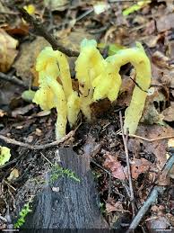 Attēlu rezultāti vaicājumam “Lamproderma debile”