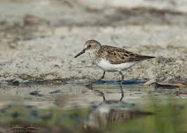 Image result for Calidris pusilla