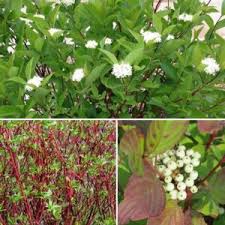 Attēlu rezultāti vaicājumam “Cornus sericea fruit”