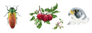 Attēlu rezultāti vaicājumam “Viola riviniana fruit”