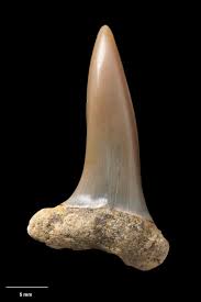 Image result for Isurus oxyrinchus