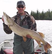 Attēlu rezultāti vaicājumam “Esox lucius”