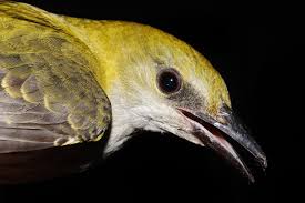 Attēlu rezultāti vaicājumam “Oriolus oriolus male”