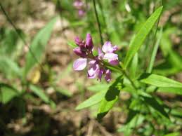 Attēlu rezultāti vaicājumam “Polygalaceae”