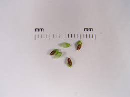 Attēlu rezultāti vaicājumam “Carex acuta fruit”