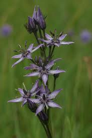 Attēlu rezultāti vaicājumam “Swertia perennis flower”