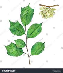 Attēlu rezultāti vaicājumam “Ulmus glabra leaf”