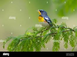 Image result for Parula americana