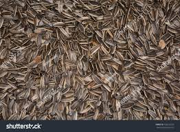 Attēlu rezultāti vaicājumam “Helianthus annuus fruit”