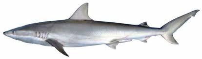 Image result for Carcharhinus acronotus
