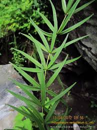 Attēlu rezultāti vaicājumam “Polygonatum verticillatum”
