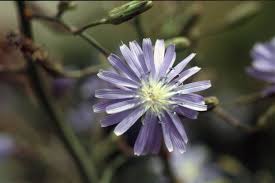 Attēlu rezultāti vaicājumam “Lactuca tatarica bud”