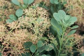 Attēlu rezultāti vaicājumam “Diderma cingulatum young”