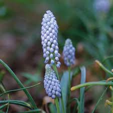 Attēlu rezultāti vaicājumam “Muscari neglectum”