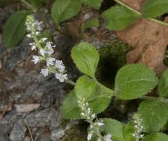 Attēlu rezultāti vaicājumam “Veronica officinalis leaf”