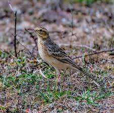 Image result for Anthus godlewskii