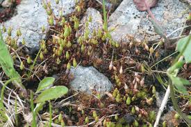 Attēlu rezultāti vaicājumam “Bryum pallens”