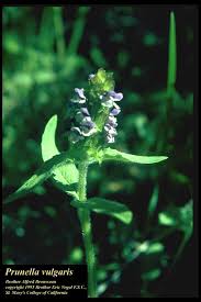 Attēlu rezultāti vaicājumam “Prunella vulgaris”
